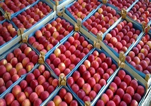 روزانه ۳ هزار تن سیب درختی از آذربایجان غربی به کشورهای همسایه صادر می شود