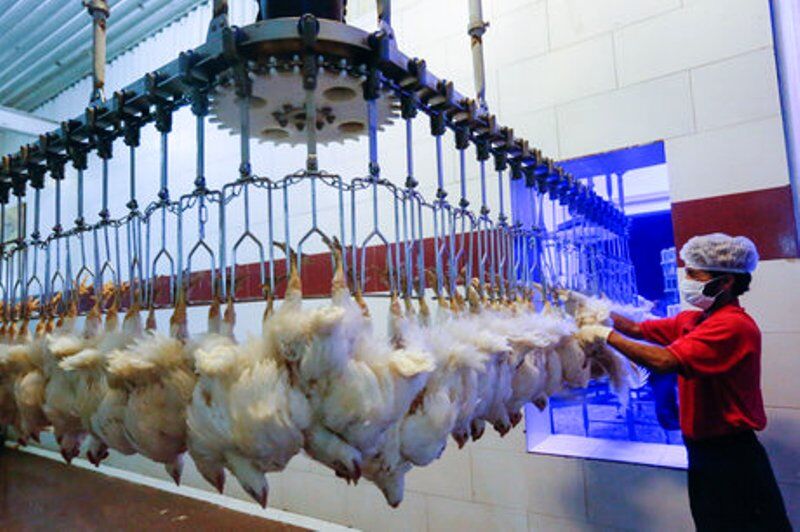 اجرای طرح ارتقای کیفیت بهداشتی گوشت مرغ در ۶ کشتارگاه طیور آذربایجان غربی