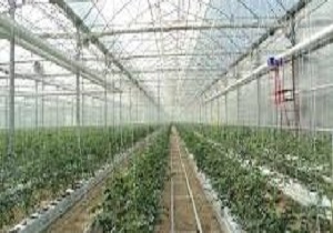 فراخوان عمومی شرکت شهرک‌های کشاورزی جهت تکمیل و بهره برداری از شهرک های گلخانه ای در آذربایجان غربی
