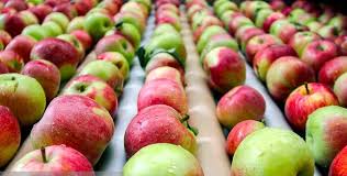 صادرات سیب از استان هموار شد