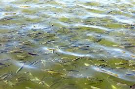رهاسازی بیش از ۷ میلیون بچه ماهی در منابع آبی استان