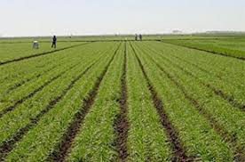 تقویت تشکل‌های کشاورزی در آذربایجان‌غربی