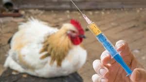 واکسیناسیون طیور بومی ارومیه علیه بیماری نیوکاسل
