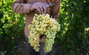 پیش بینی تولید بیش از ۲۶۵هزار تن انگور در آذربایجان‌غربی