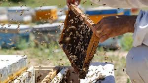 بیش از ۲۱ هزار تن عسل در آذربایجان غربی تولید شده است