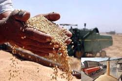 خرید بیش از ۲۸۵ هزار تن گندم از زارعان آذربایجان غربی