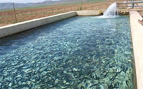 تولید ۱۶هزار تن انواع ماهیان سردابی و گرمابی در آذربایجان‌غربی