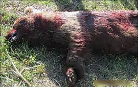 شکارچیان خرس در ارومیه به اقامت اجباری و تحمل حبس تعزیری محکوم شدند