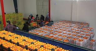 مصوبه افزایش تعرفه صادراتی محصول سیب درختی و پرتقال لغو شد