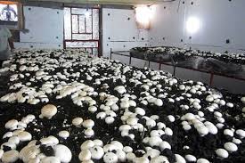 سالانه بیش از ۳۰۰۰ تن قارچ خوراکی دراستان تولید می شود
