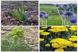 برداشت ۲۸۰۰ تن انواع گیاهان دارویی در آذربایجان غربی