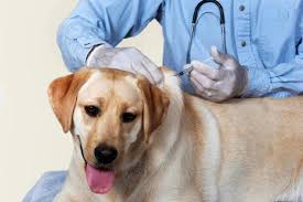 واکسینه ۱۷هزار قلاده سگ علیه بیماری هاری در آذربایجان‌غربی